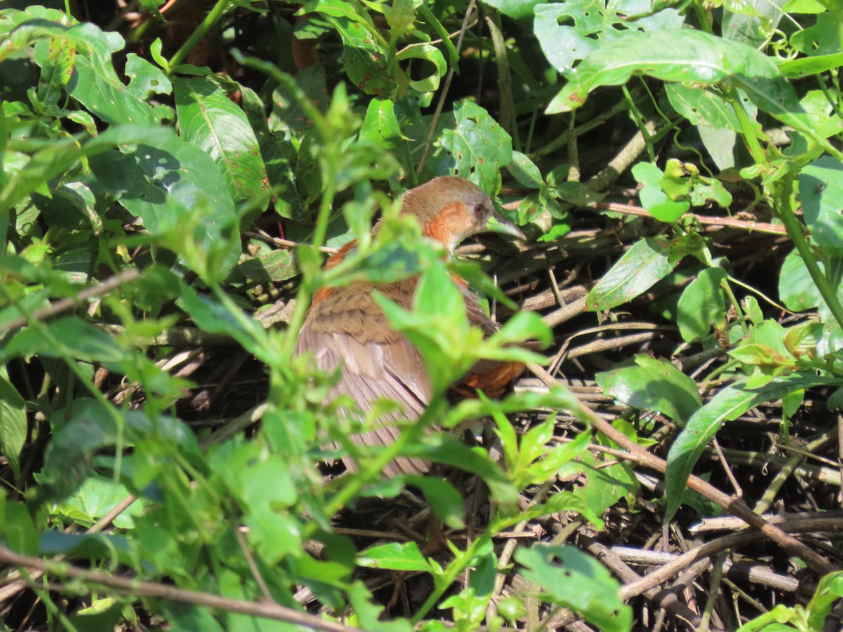 Rufous-sided Crake - ML611959366