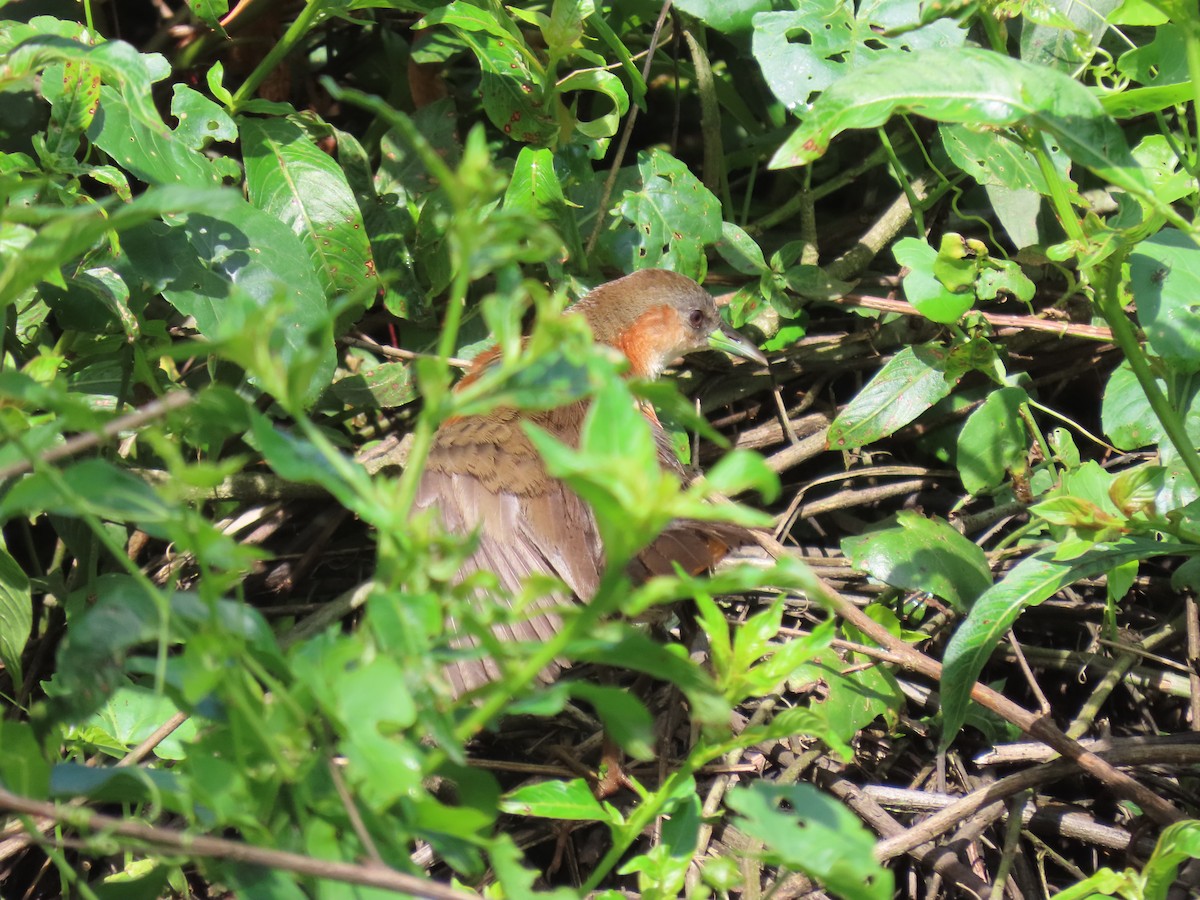 Rufous-sided Crake - ML611959367