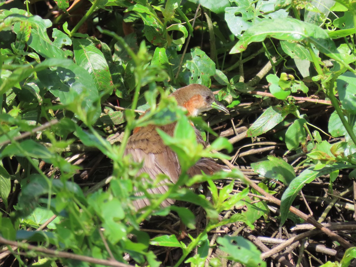 Rufous-sided Crake - ML611959368