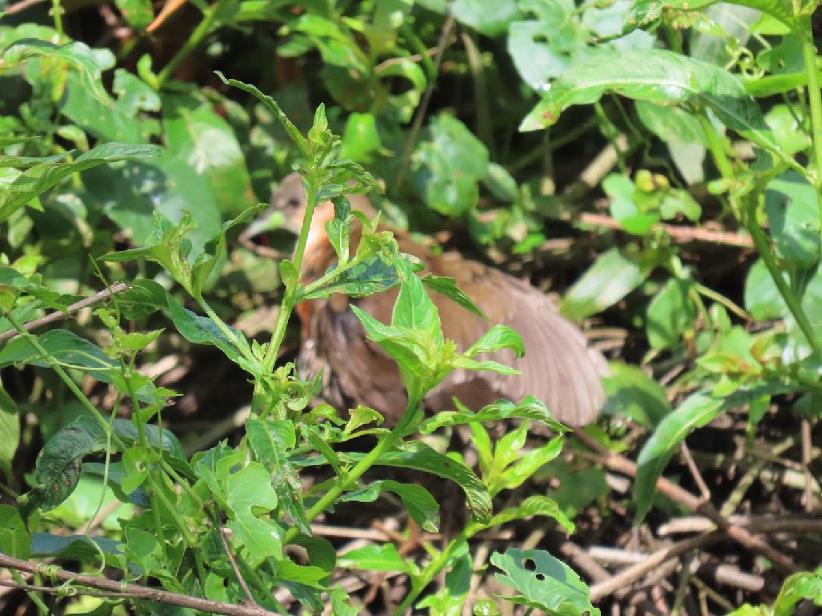 Rufous-sided Crake - ML611959369