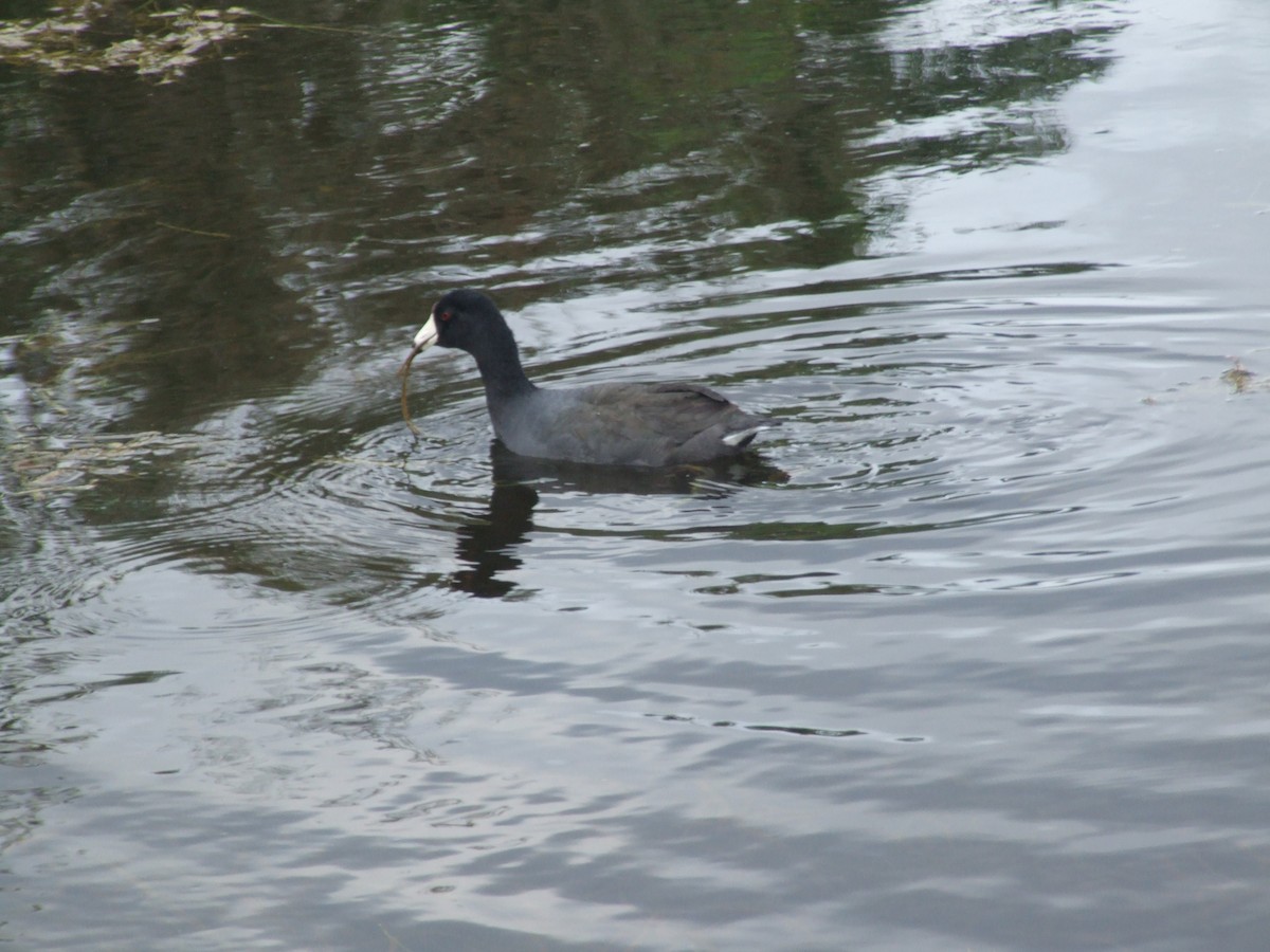 American Coot - ML611959402