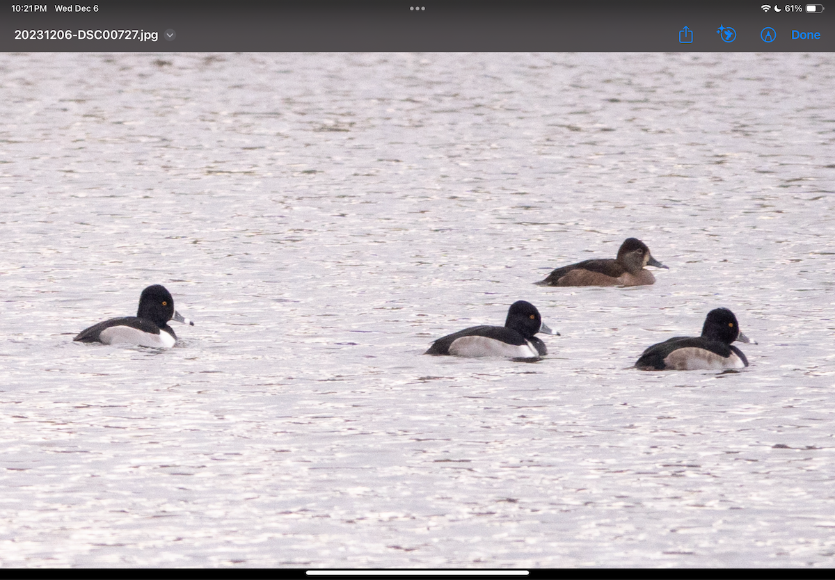 Ring-necked Duck - ML611959410