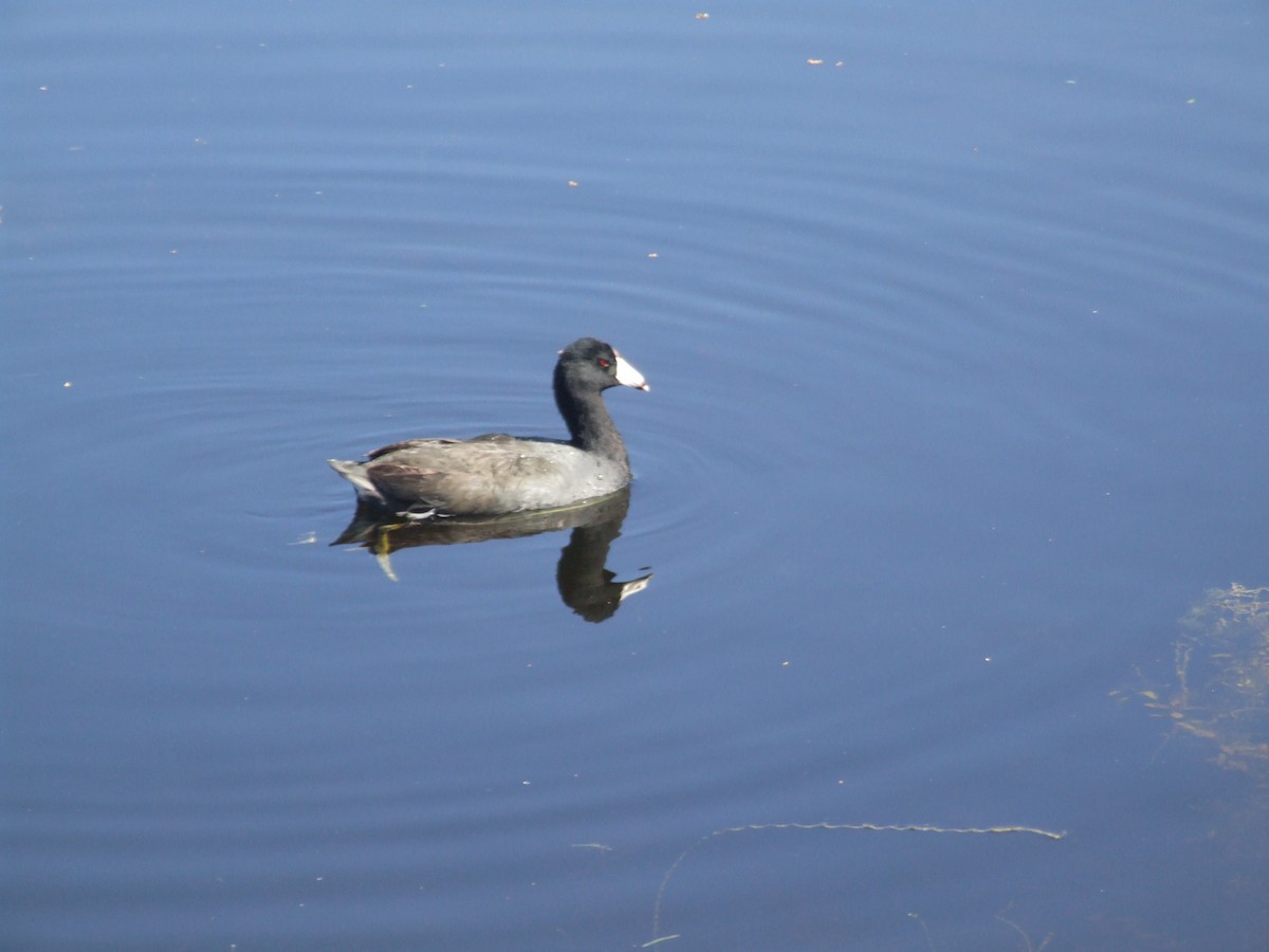 American Coot - ML611959428