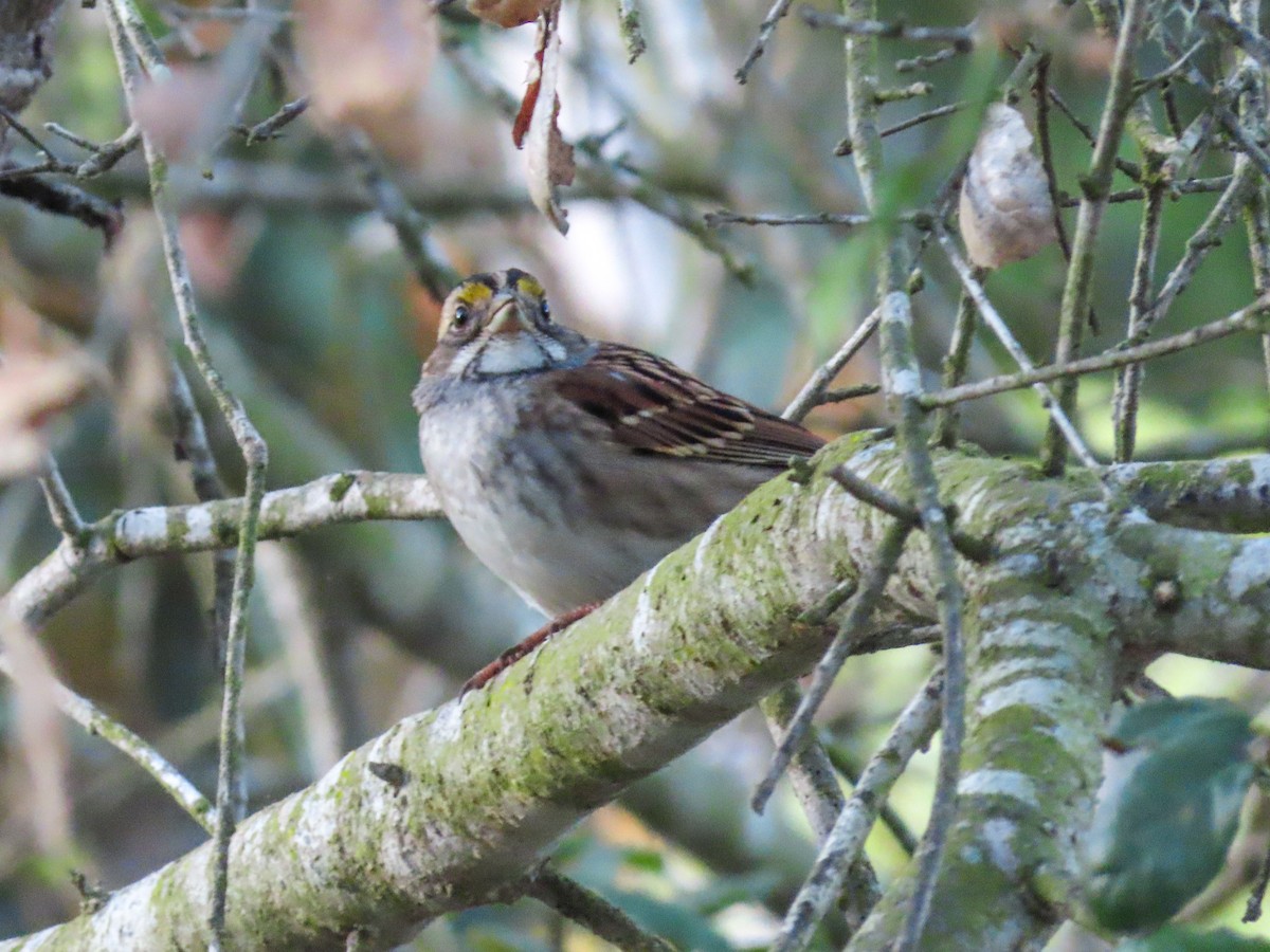 White-throated Sparrow - David Blue