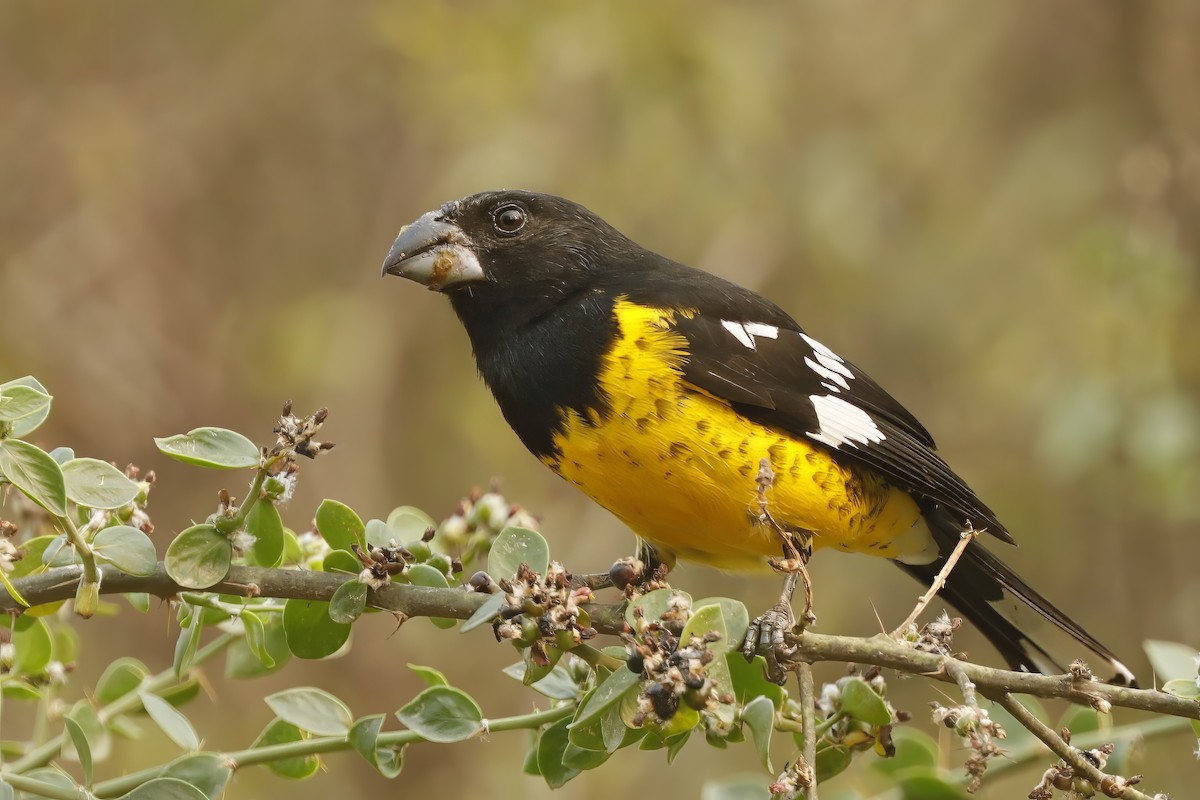 Black-backed Grosbeak - ML611959511