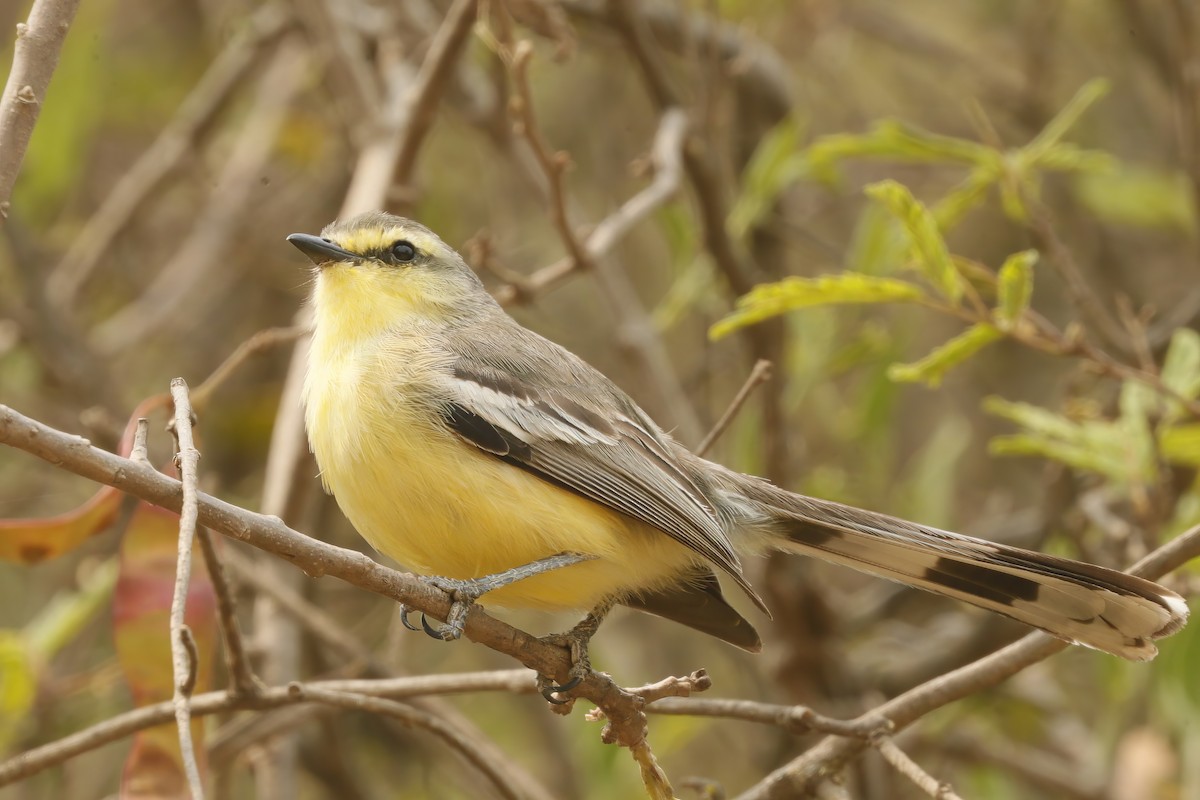 Greater Wagtail-Tyrant - ML611959670