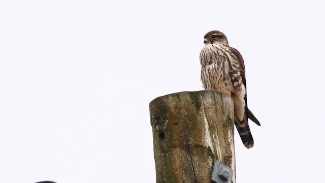 Faucon émerillon (columbarius) - ML611959688