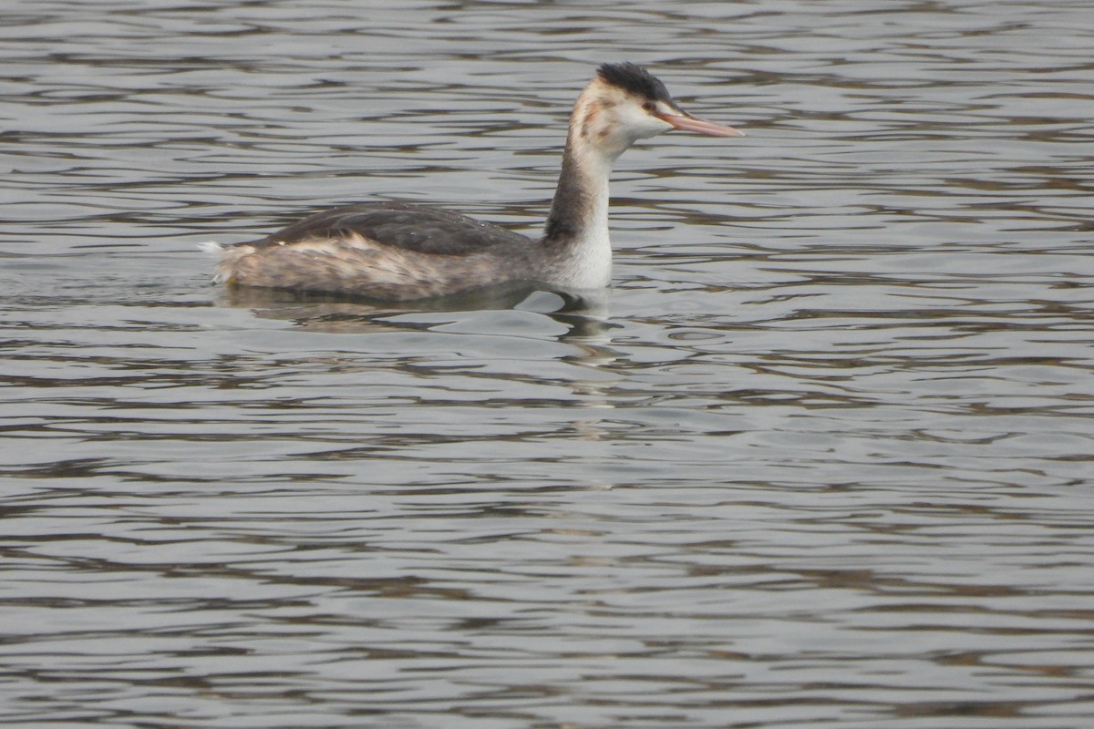 Great Crested Grebe - ML611959691