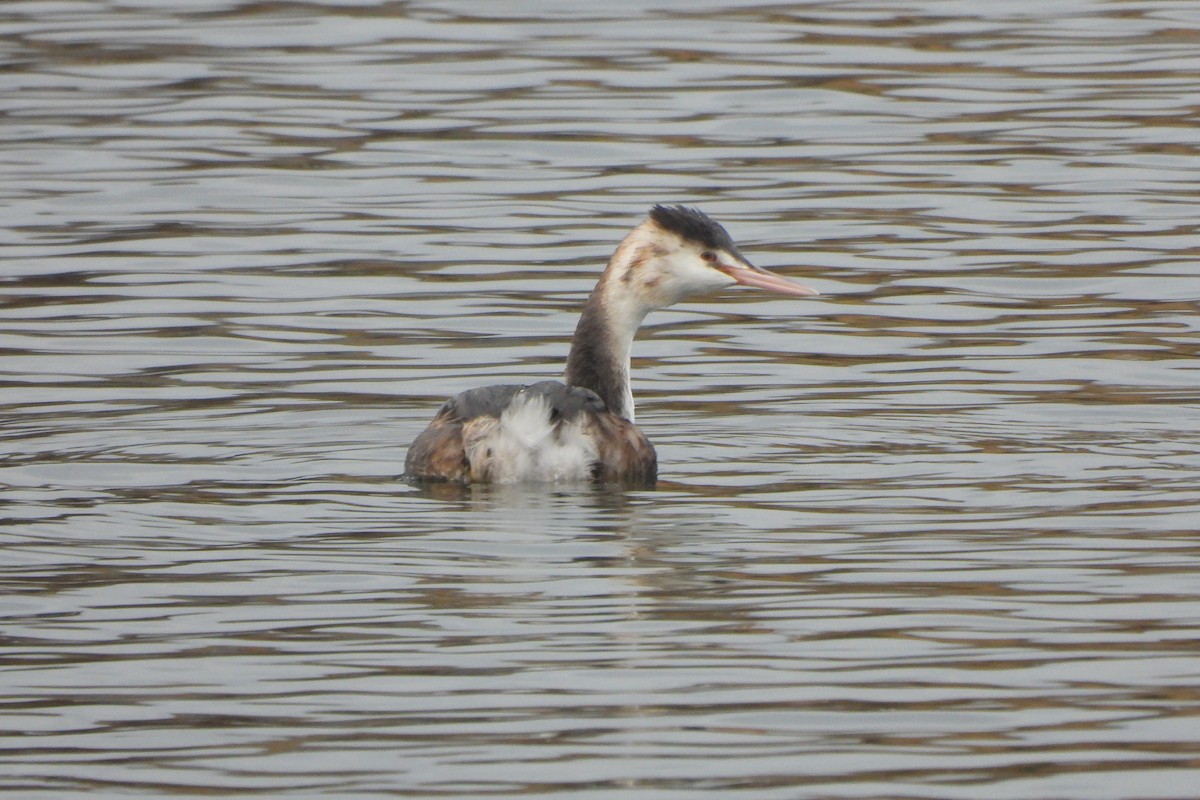 Great Crested Grebe - ML611959692