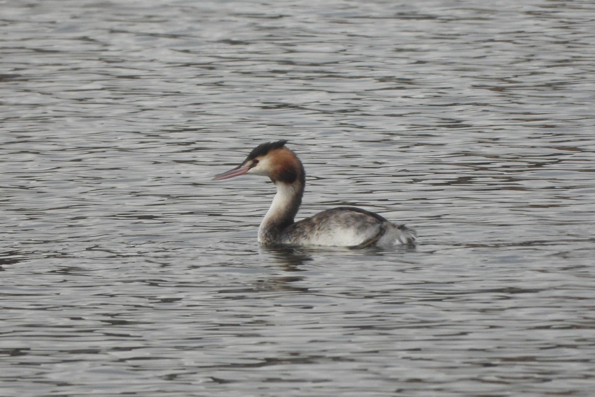 Great Crested Grebe - ML611959694