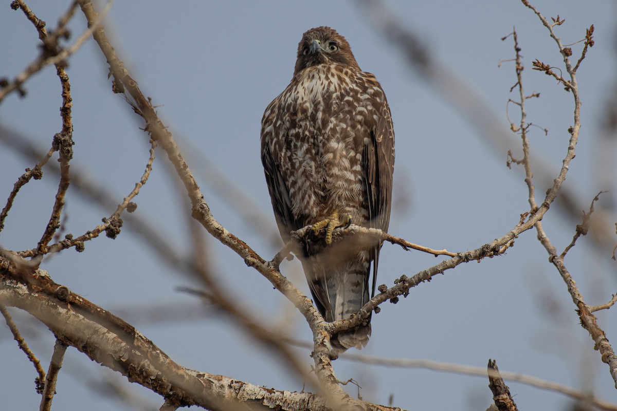 Red-tailed Hawk - Janet Busi