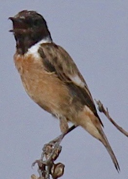 African Stonechat - ML611959737