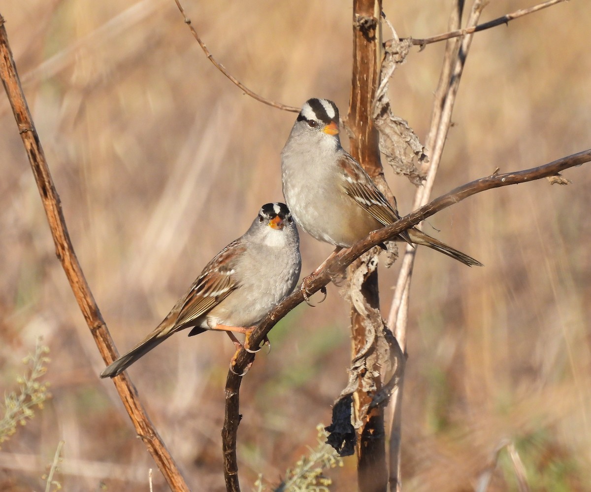 White-crowned Sparrow - Drew Hatcher