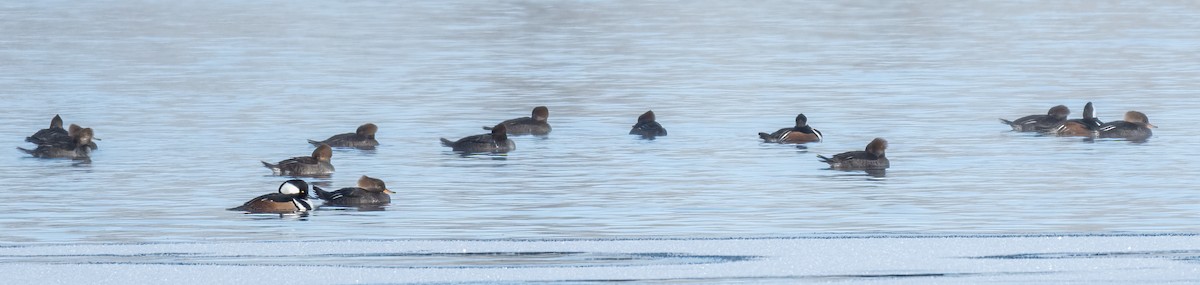 Hooded Merganser - Sylvie Desmeules