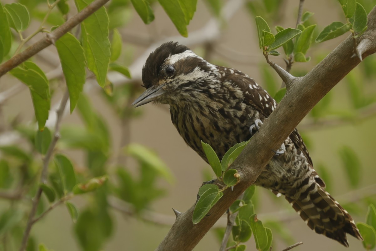 Striped Woodpecker - ML611959802