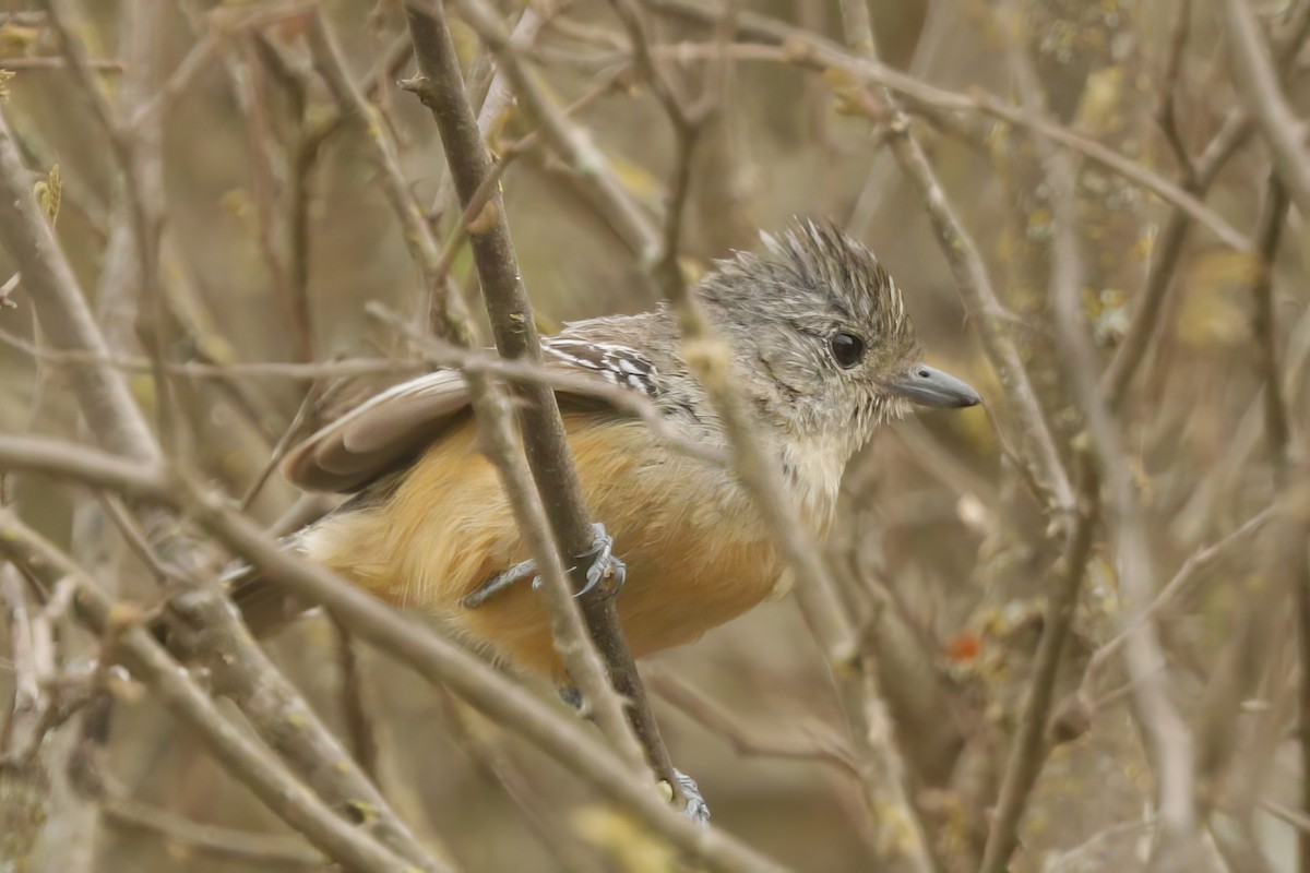 Variable Antshrike - ML611959813