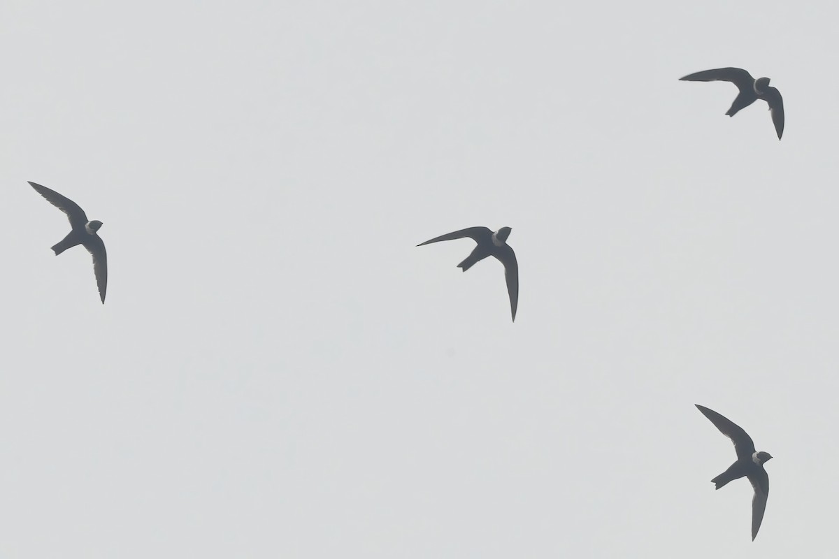 White-collared Swift - ML611959817