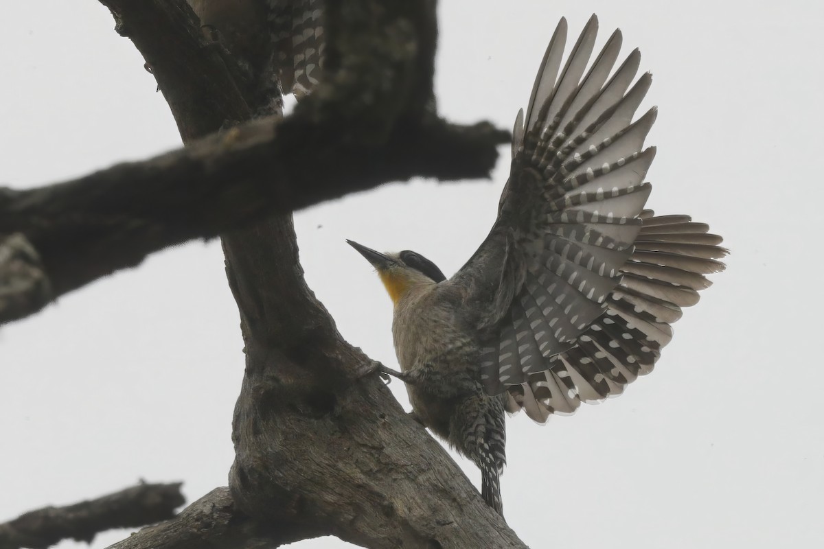 White-fronted Woodpecker - ML611959821