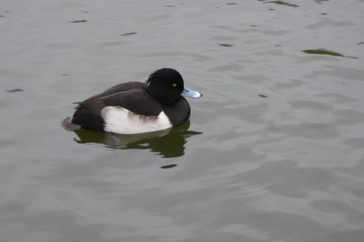 Tufted Duck - Yana Levchinsky