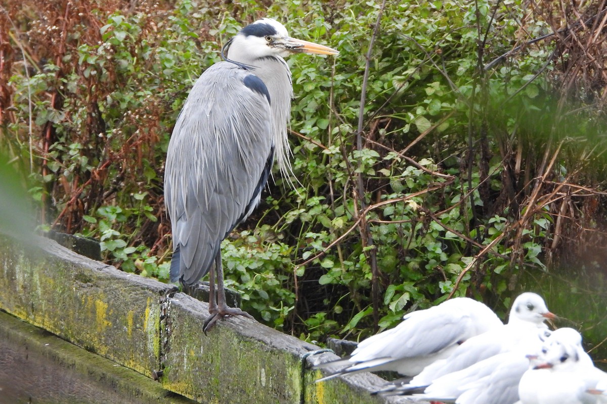 Gray Heron - ML611960077