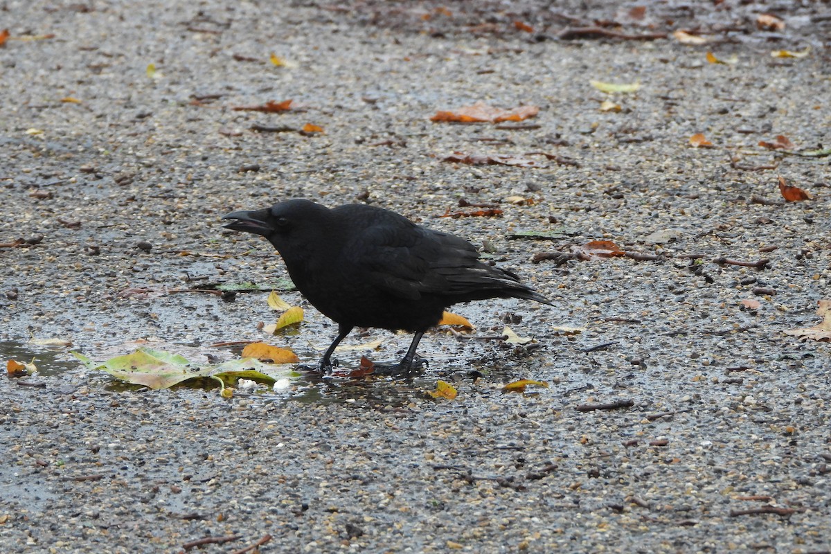 Carrion Crow - ML611960093