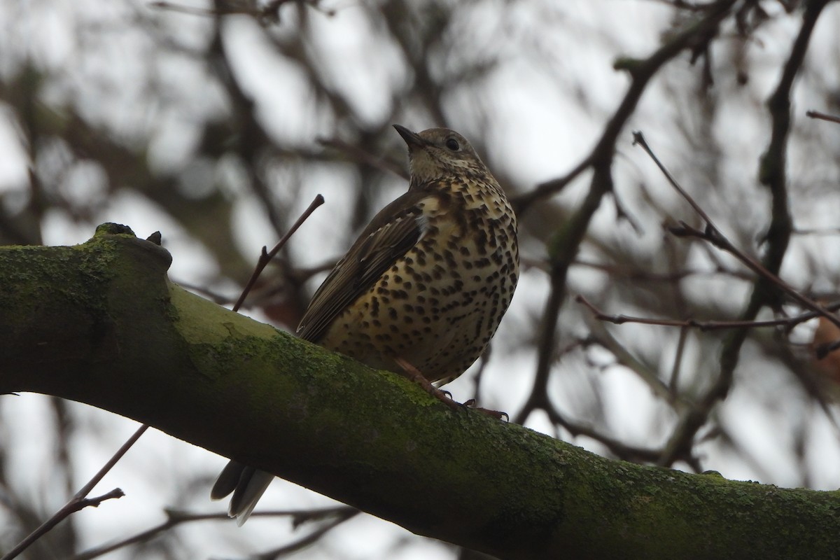 Mistle Thrush - ML611960129