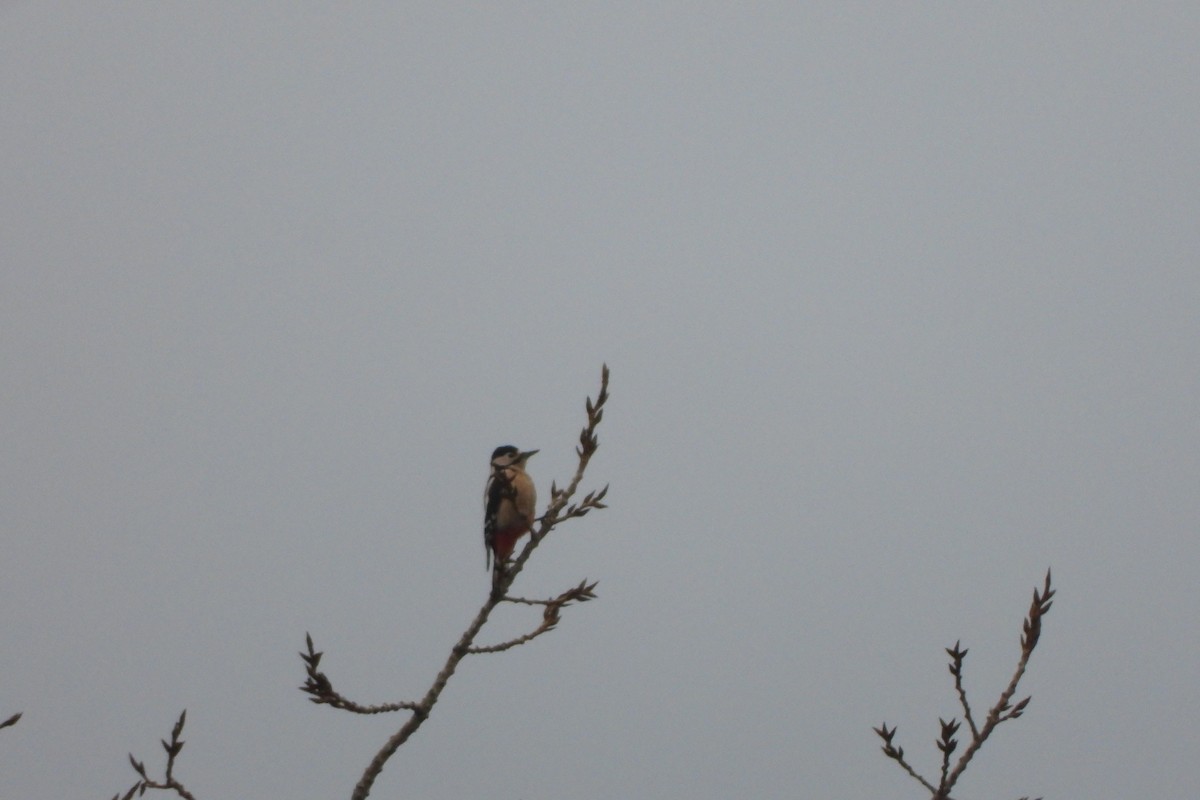 Great Spotted Woodpecker - Yana Levchinsky