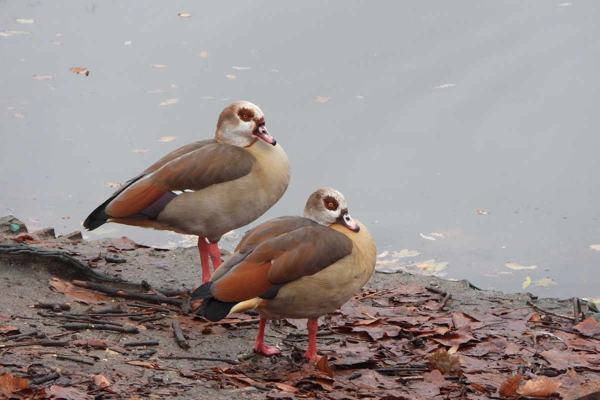 Egyptian Goose - ML611960167