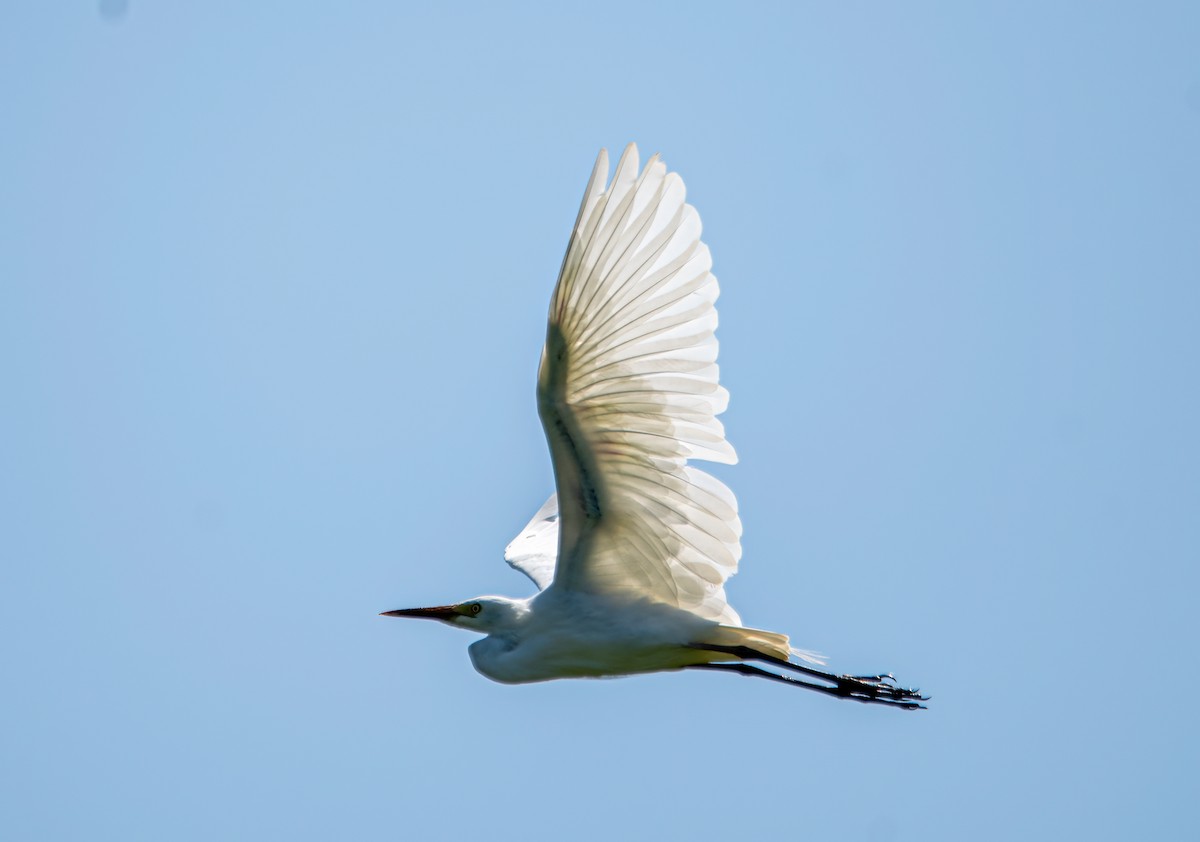 Great Egret - Gordon Arthur