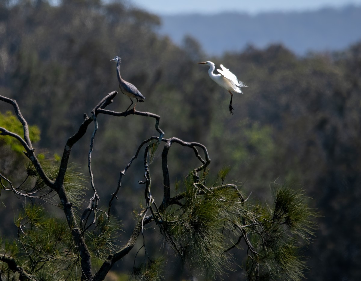 White-faced Heron - Gordon Arthur