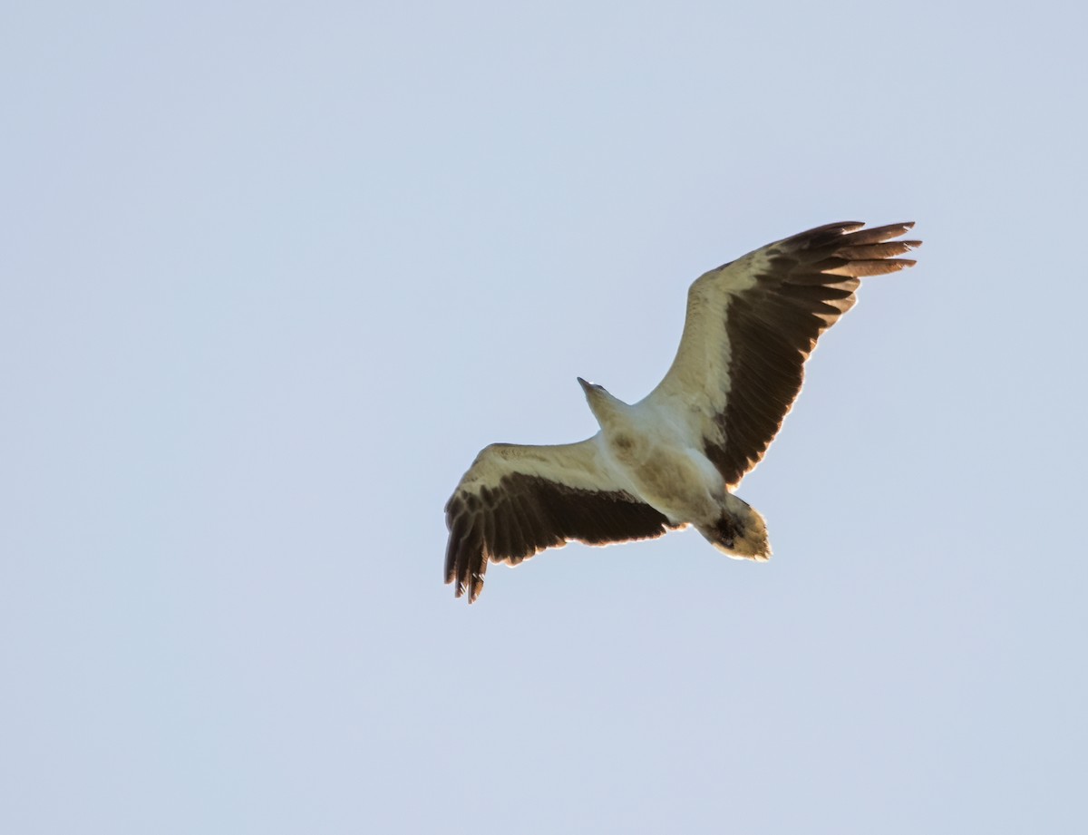 White-bellied Sea-Eagle - ML611960311