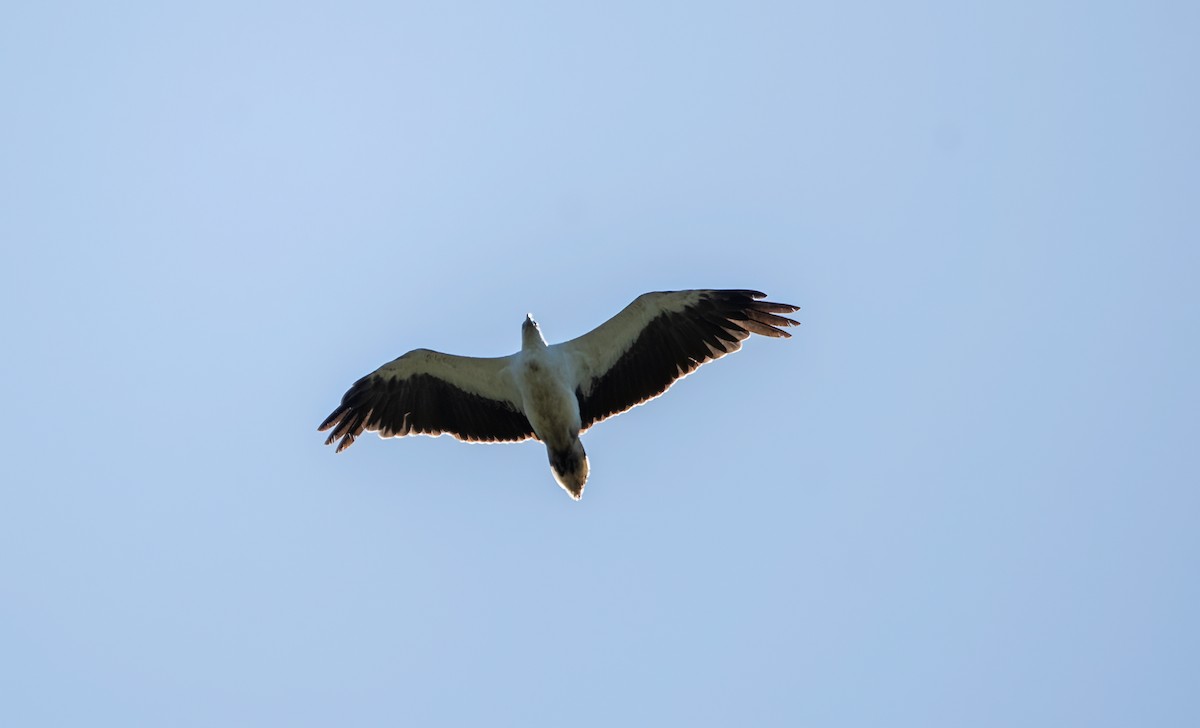 White-bellied Sea-Eagle - ML611960312