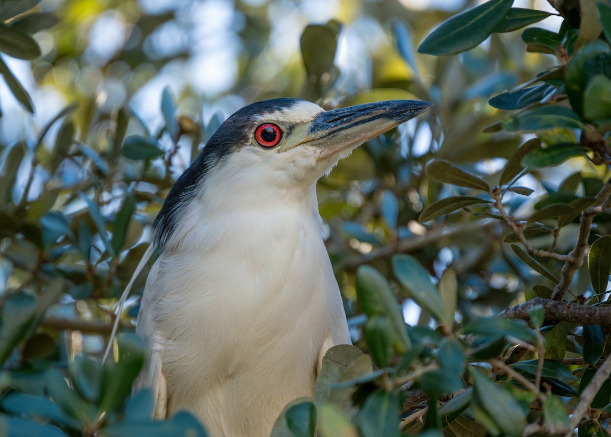 Black-crowned Night Heron - ML611960407