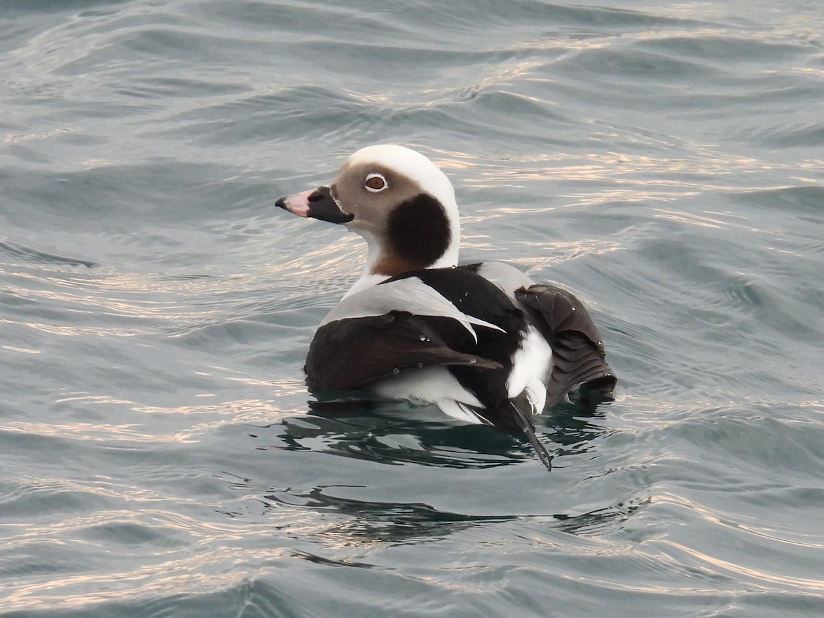 Long-tailed Duck - ML611960440