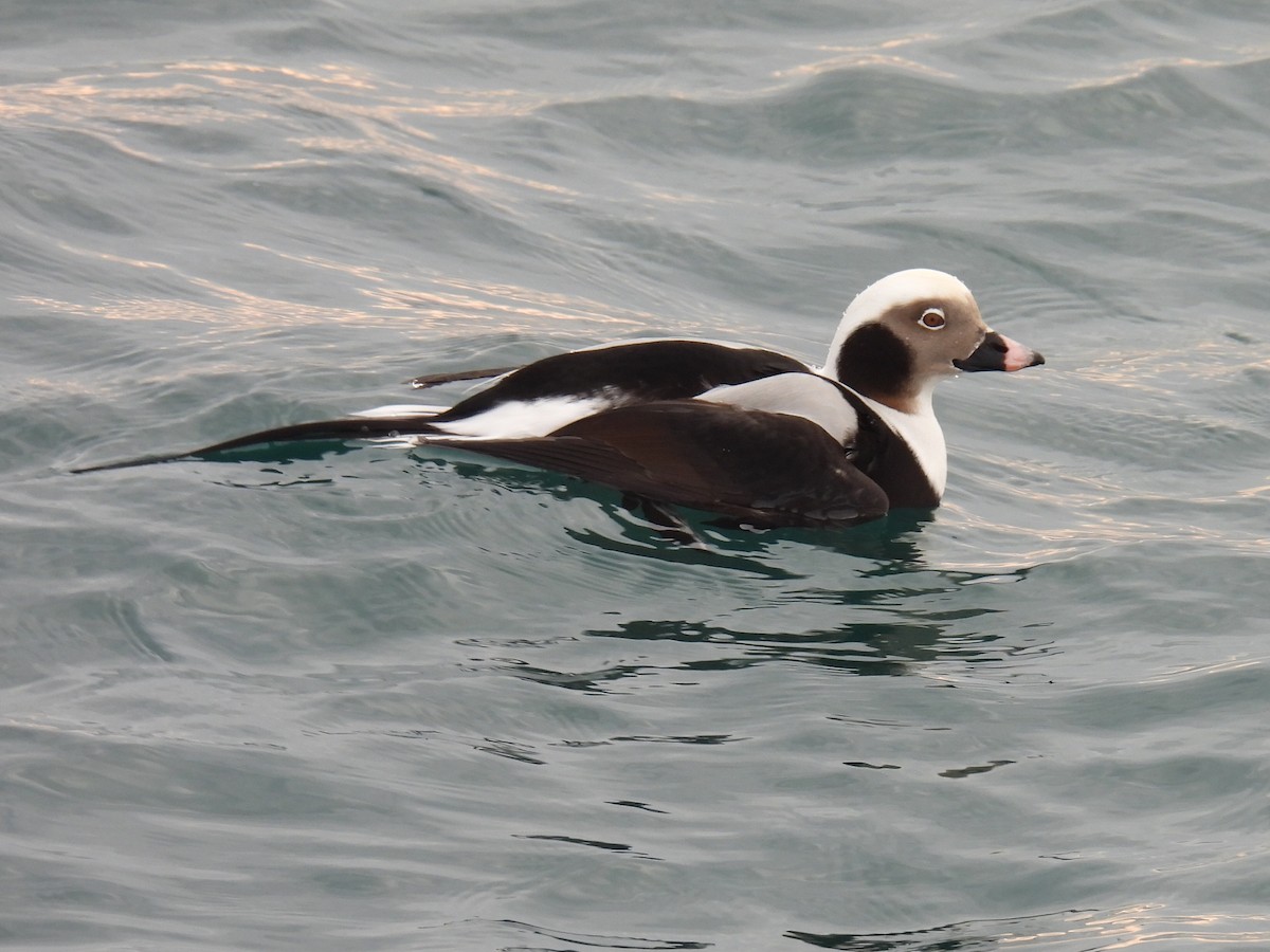 Long-tailed Duck - ML611960441