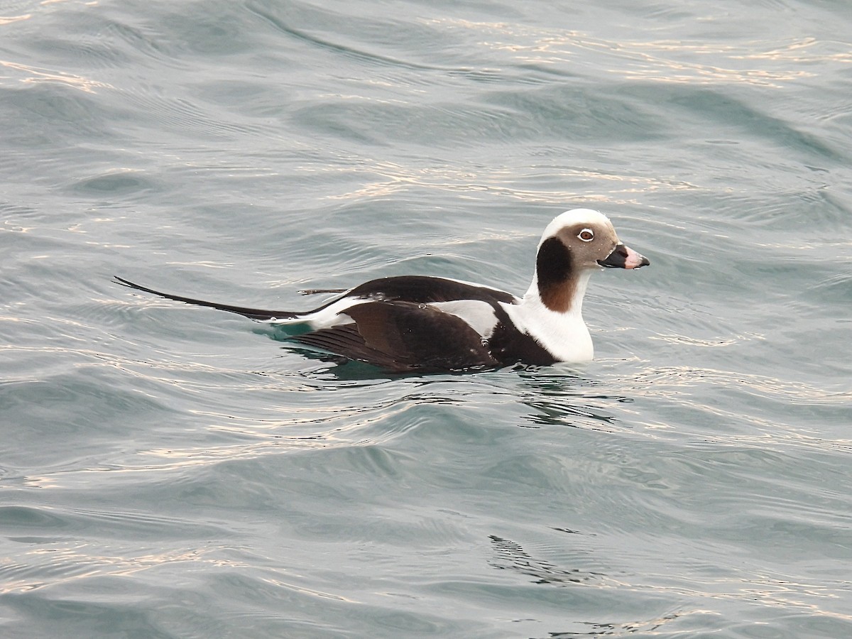 Long-tailed Duck - ML611960442