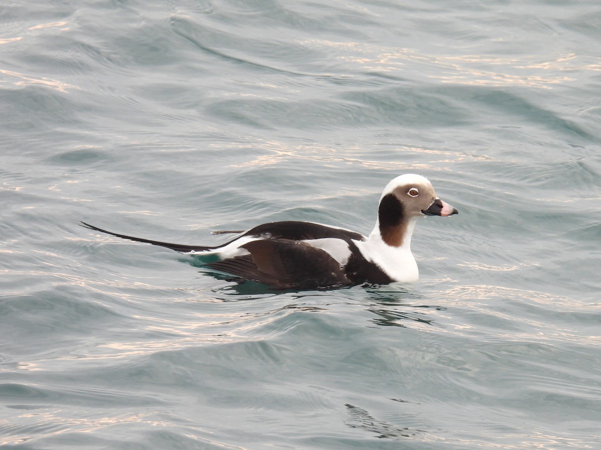 Long-tailed Duck - ML611960443