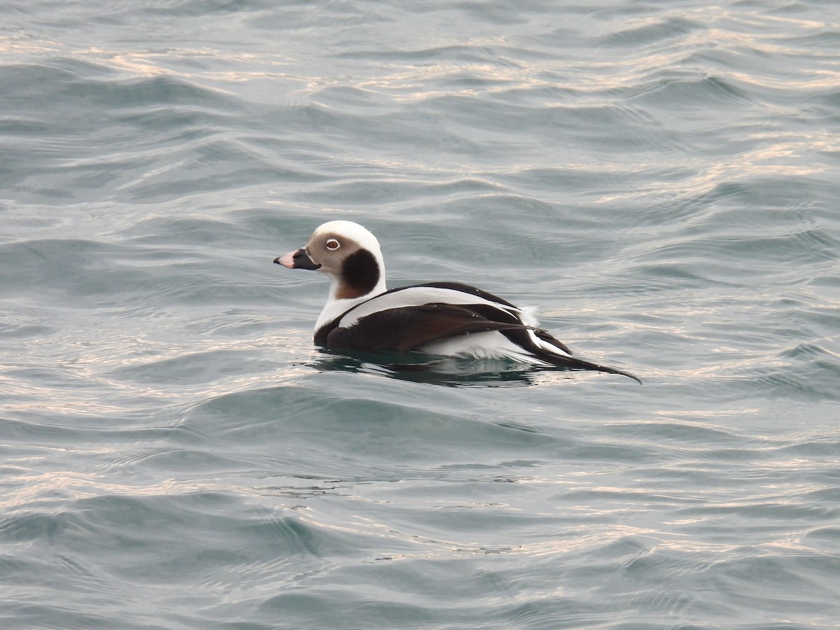 Long-tailed Duck - ML611960444
