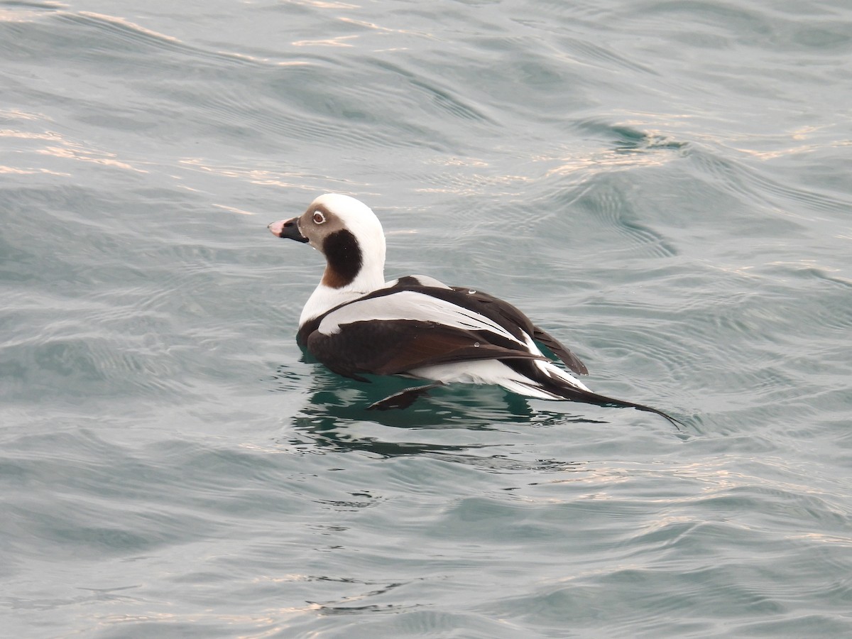 Long-tailed Duck - ML611960445