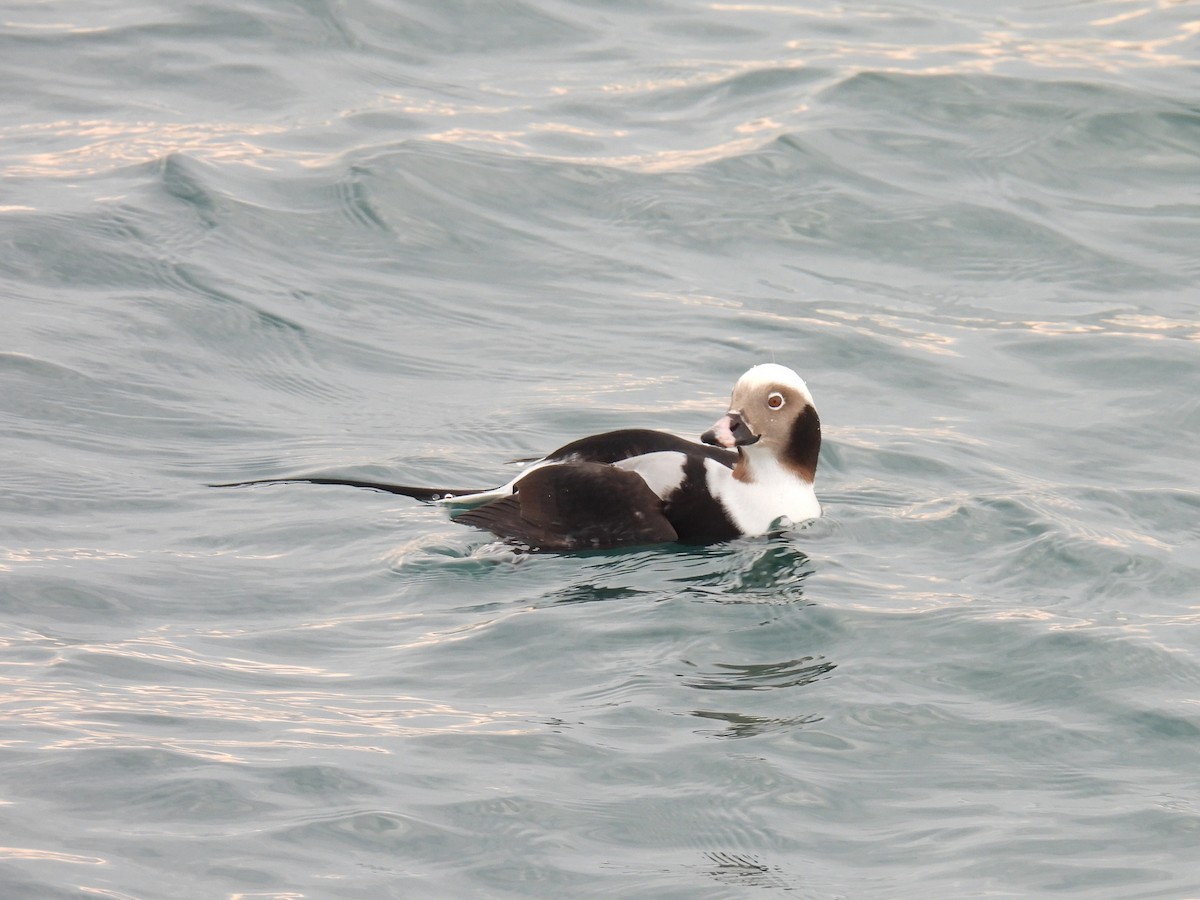 Long-tailed Duck - ML611960449