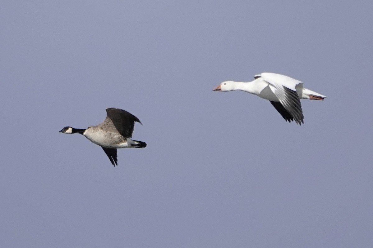 Snow Goose - ML611960477