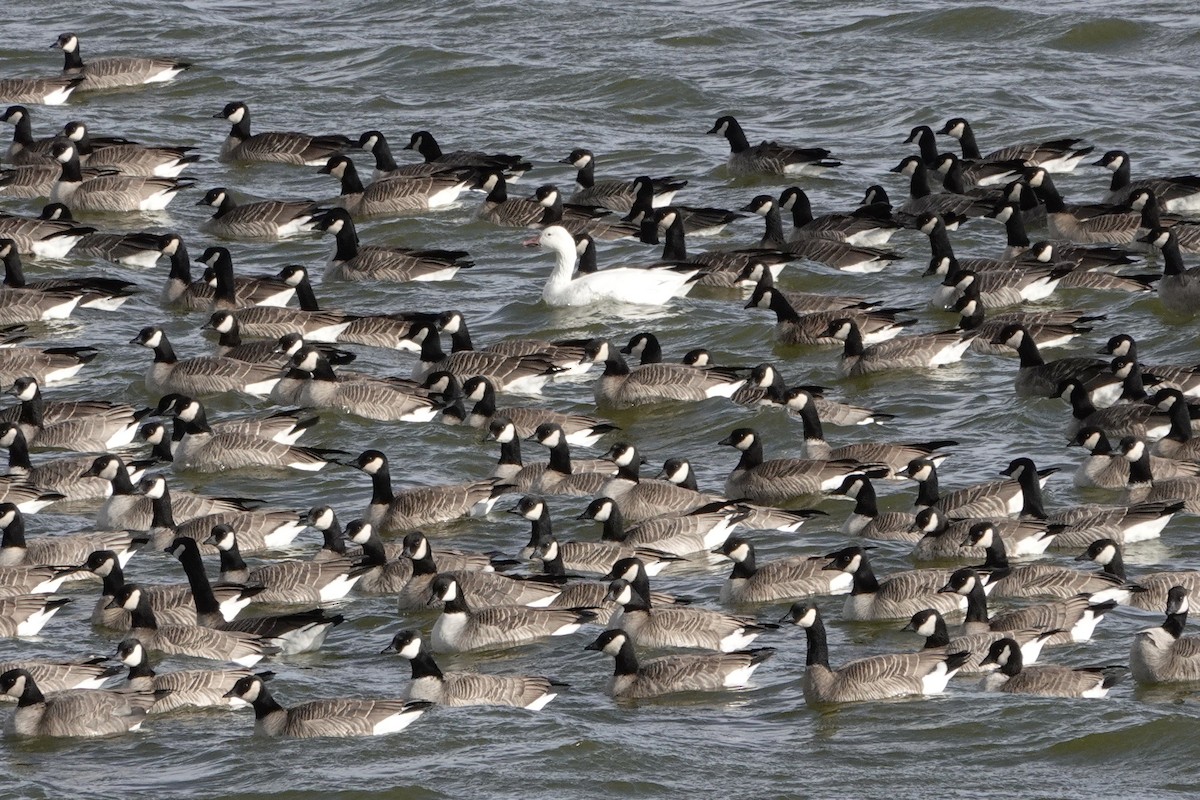 Snow Goose - ML611960480