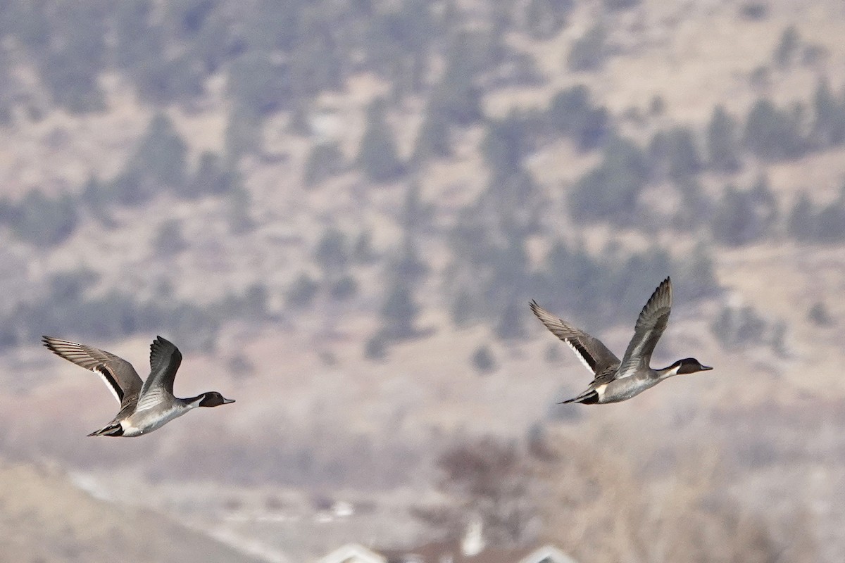 Northern Pintail - ML611960525