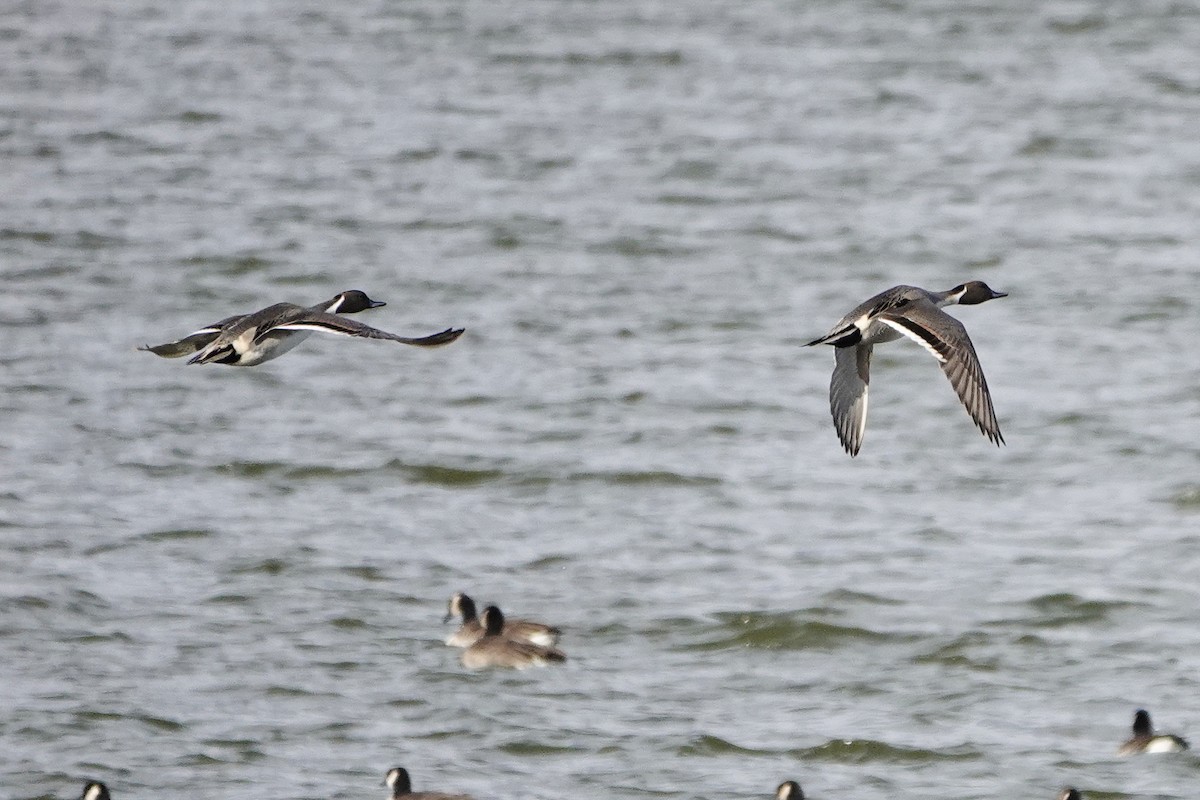 Northern Pintail - ML611960526