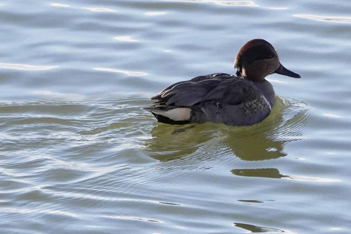 Green-winged Teal - ML611960538