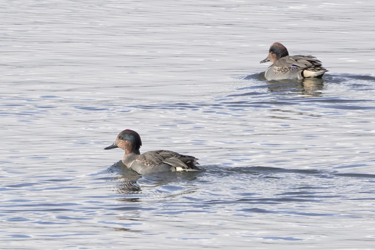 Green-winged Teal - ML611960539