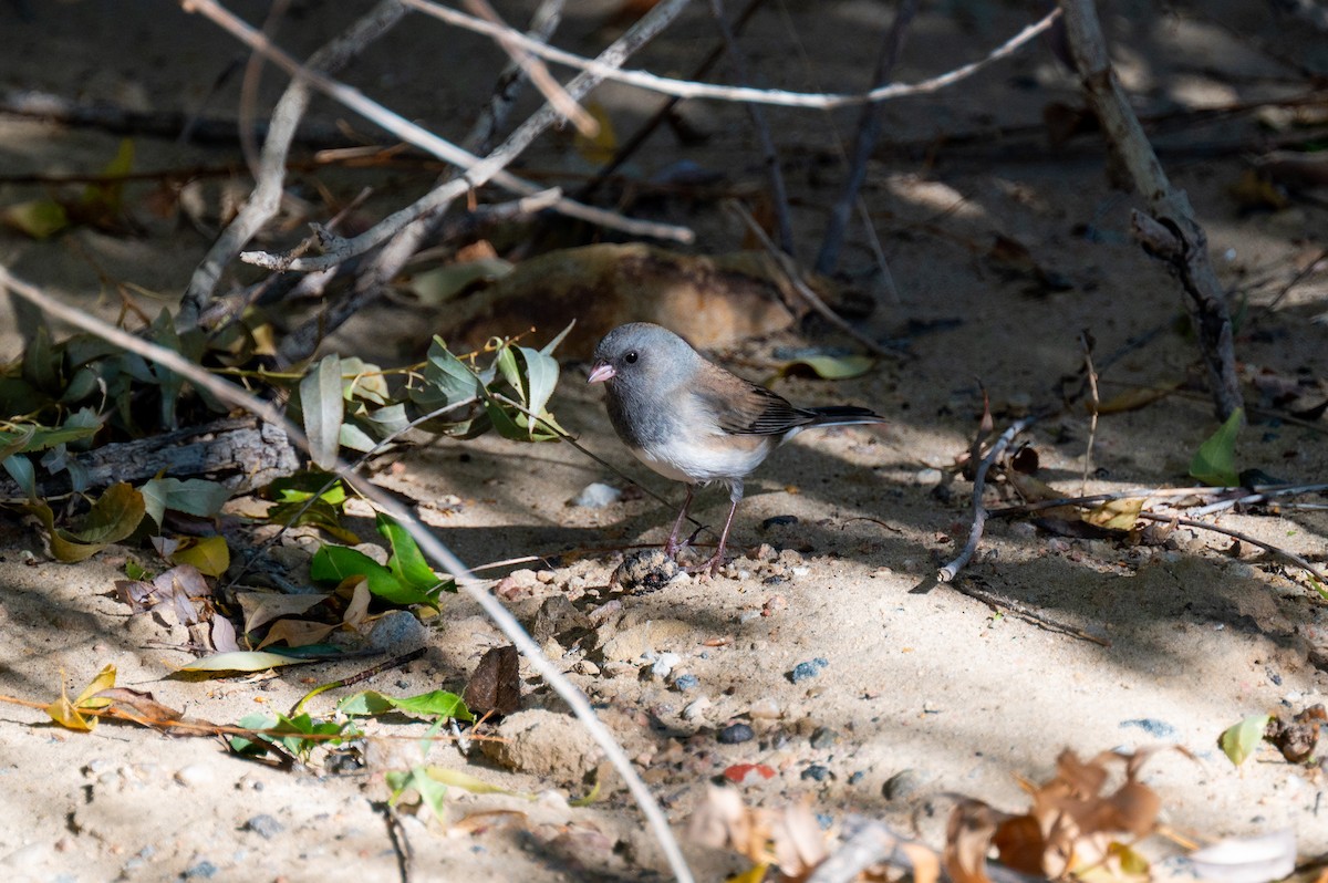 Junco ardoisé - ML611960541