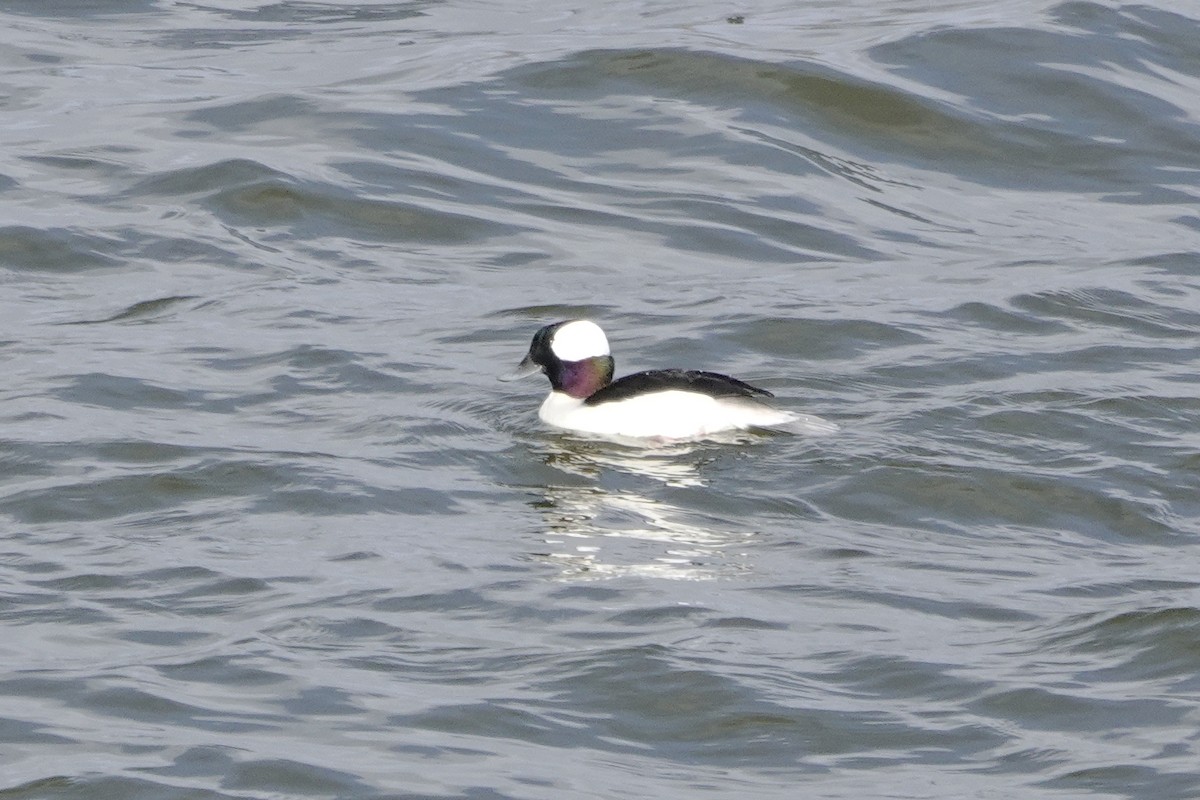 Bufflehead - ML611960545