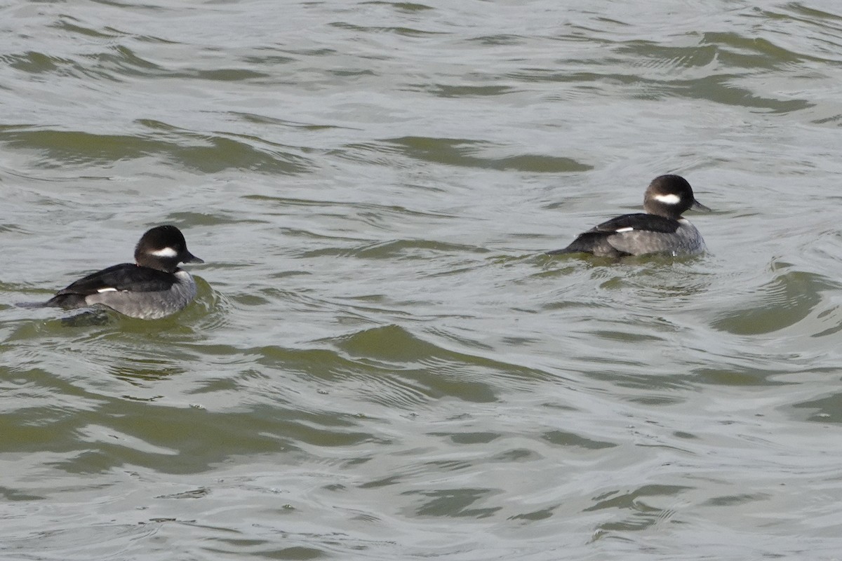 Bufflehead - ML611960546