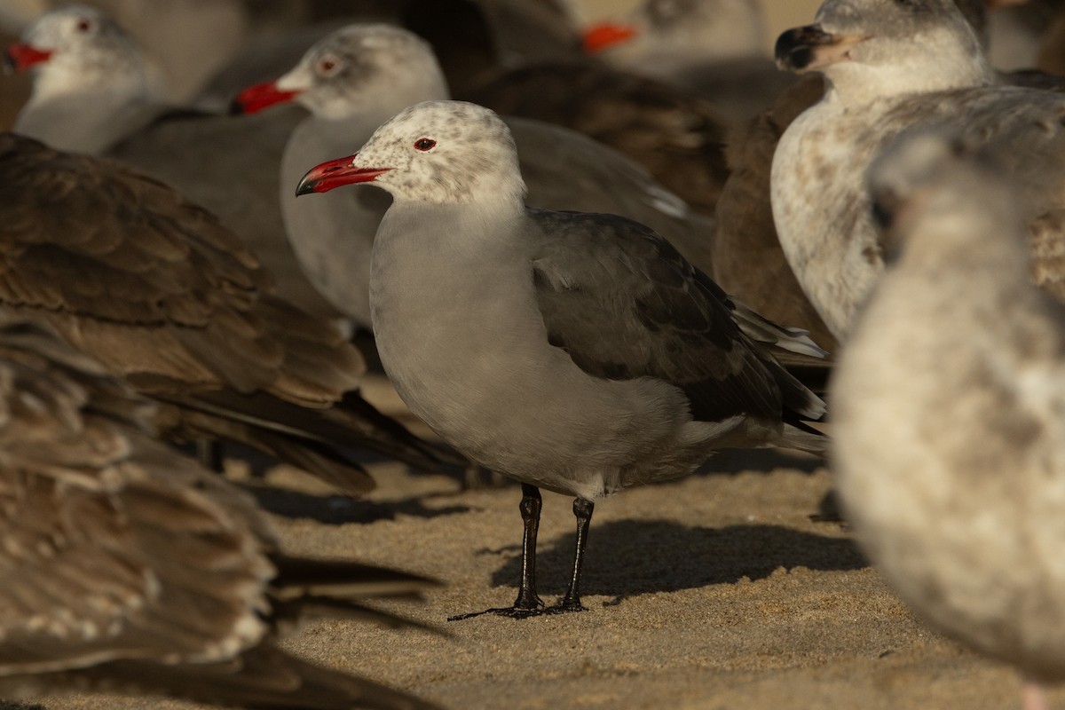 Heermann's Gull - ML611960815